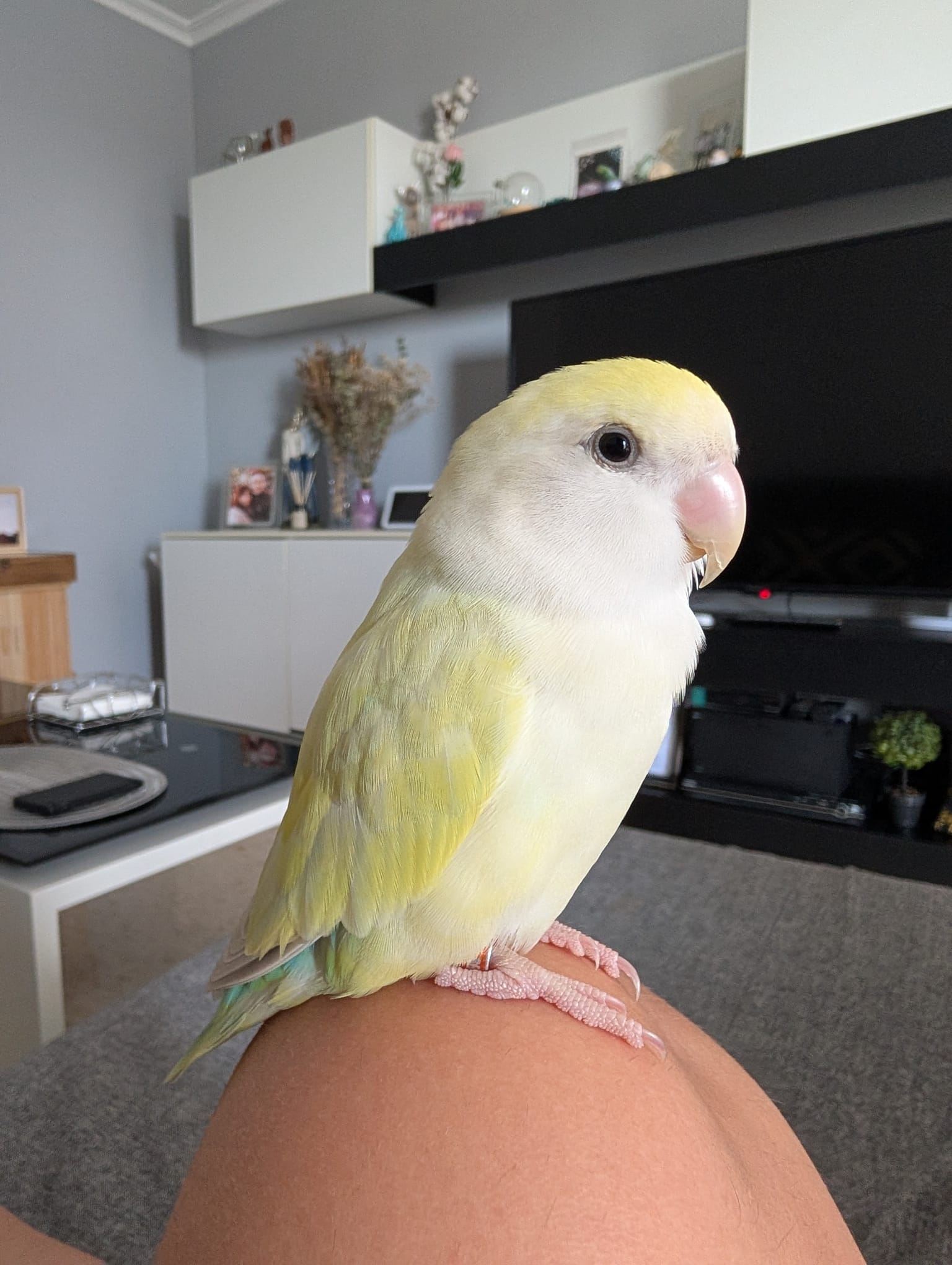 Pet source image example